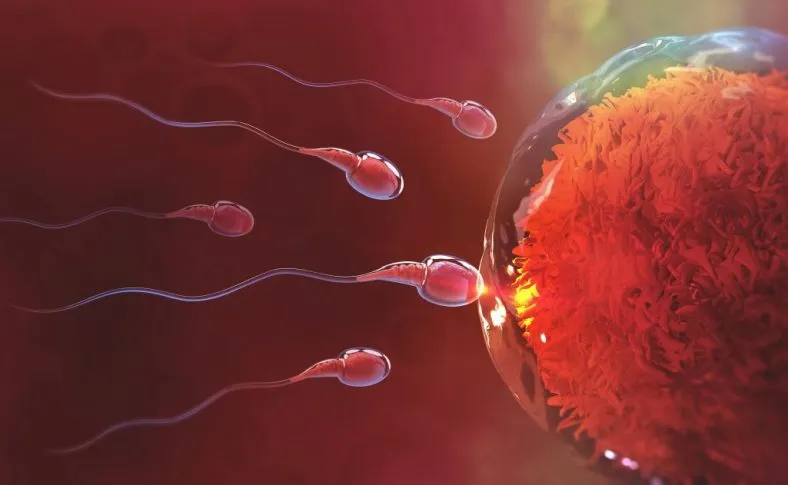 Sperm and egg cell on orange background