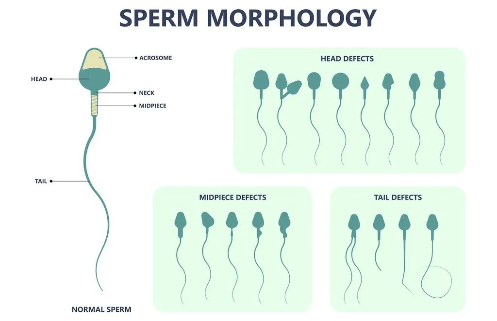 Sperm Morphology Meaning In Marathi